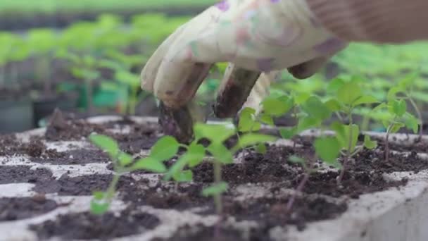 Agricultor trabajador plantando plántulas verdes en macetas, negocio agrícola — Vídeo de stock