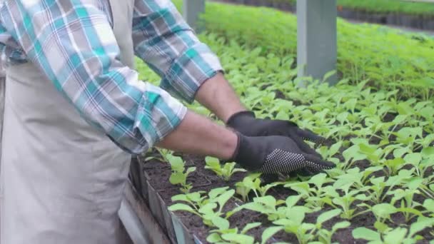 Hombre trasplantando plántulas en macetas con suelo orgánico, trabajando en invernadero — Vídeo de stock