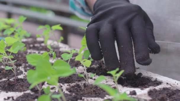 Ocupadas manos campesinas trasplantando plántulas verdes en suelo orgánico, fitomejoramiento — Vídeos de Stock