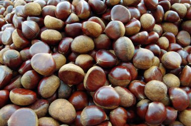 Kahverengi kestane portre