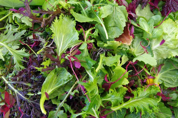 Raw sallad fältet greener — Stockfoto