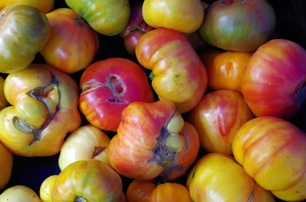Colorful heirloom tomatoes — Stock Photo, Image