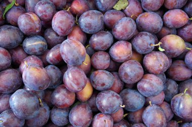  Purple plums closeup clipart