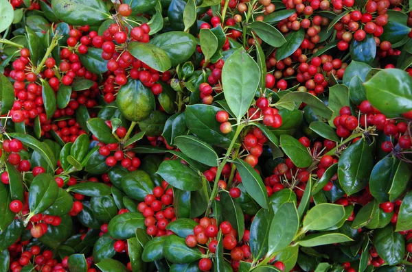 Noel çiçek arka plan kırmızı Holly Karpuzu