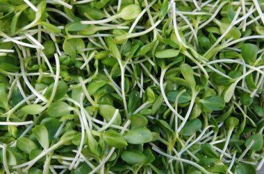 Taze salata lahanası kesmek