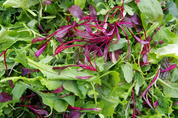 Alan yeşil taze karışık salata