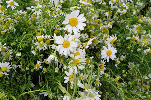 Taze papatya çiçek demetleri 