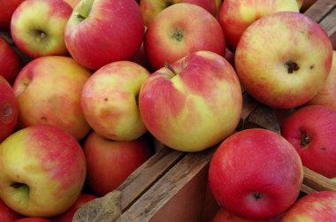 Ahşap sandık kazıklı elma 