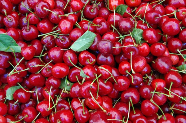 Kiraz sapları ve yaprakları ile 