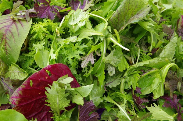 Taze alan yeşil salata karışımı closeup görünümü