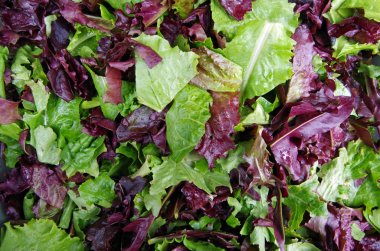 Alan yeşil taze karışık salata closeup görünümü kazıklı