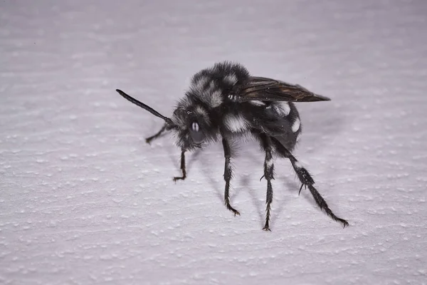 Siyah bir sinek makro — Stok fotoğraf