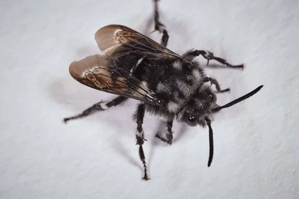 Makro der schwarzen Fliege — Stockfoto