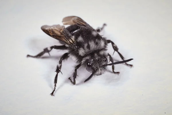 Siyah bir sinek makro — Stok fotoğraf