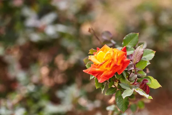 Rose orange au jardin close up — Photo