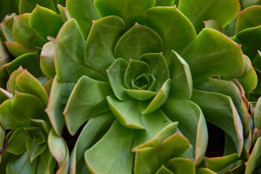 Yeşil Agava makro yakın
