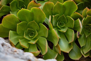 Yeşil Agava makro yakın
