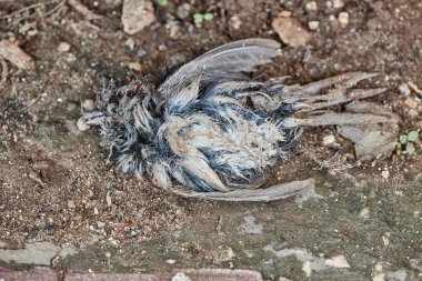 Yerde yatan ölü kuş cesedi çürümüş