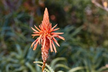 aloe vera bitkisi