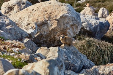 Doğa, rock yaban faresi memeli