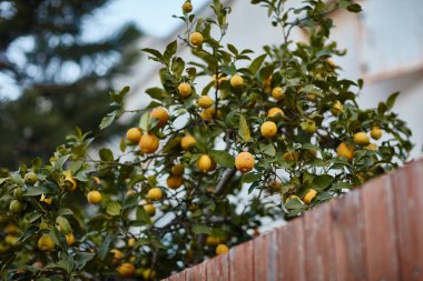 Bir çitin arkasında portakal ağacı