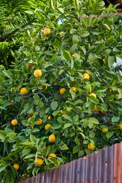 Pohon jeruk di belakang pagar — Stok Foto