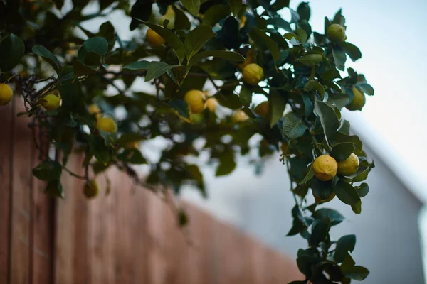 Orange tree bakom ett staket — Stockfoto