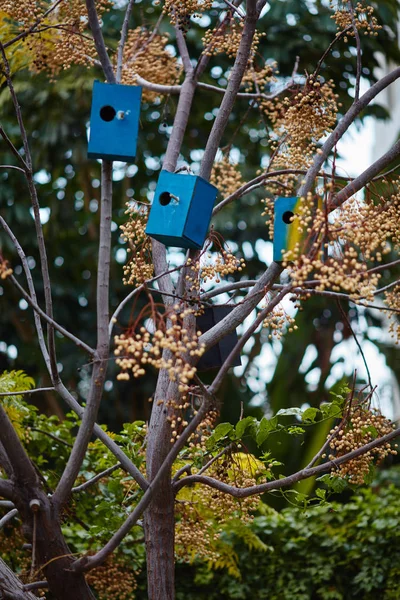 Bird házak, a fák — Stock Fotó