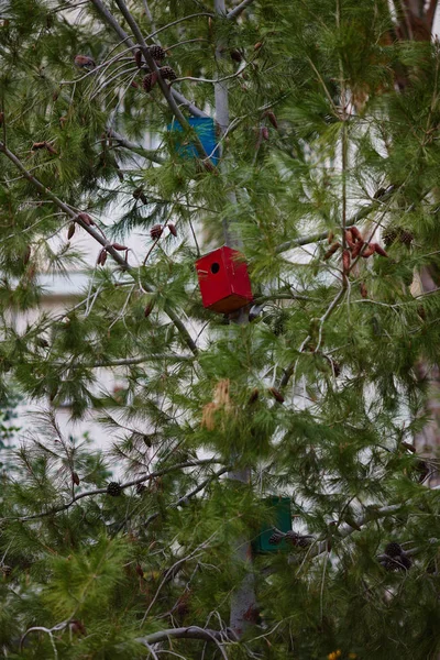 Vogelhäuschen auf den Bäumen — Stockfoto