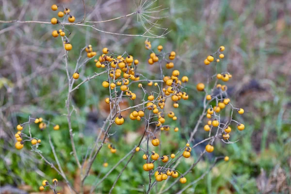 Solanum elaeagnifolium bitkiler — Stok fotoğraf