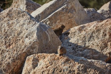 Rock yaban faresi memeli