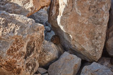 Rock yaban faresi memeli