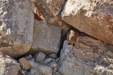 Rock yaban faresi memeli