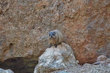 Rock yaban faresi memeli