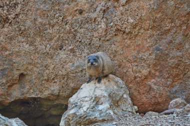 Rock yaban faresi memeli