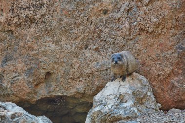 Rock yaban faresi memeli