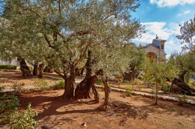 Getsemani'ye zeytin Bahçe, Jerusalem