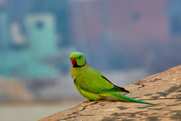 Grön papegoja i Indien på antika vägg närbild — Stockfoto