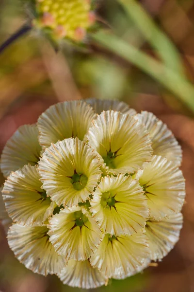 Scabiosa prolifera blossom plant macro spring time — Stock Photo, Image
