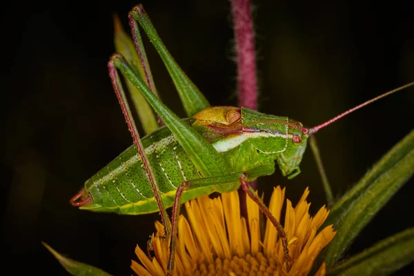 Cricket arbusto Isophya — Fotografia de Stock