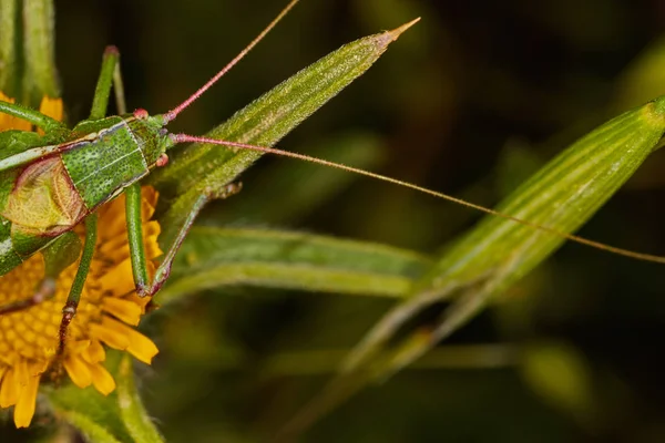 Isophya bush cricket — Stock Photo, Image