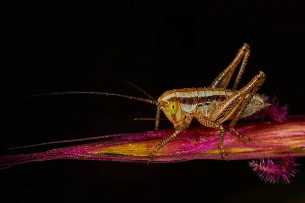 Isophya bush cricket — Stockfoto