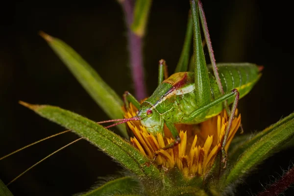 Cricket arbusto Isophya — Fotografia de Stock