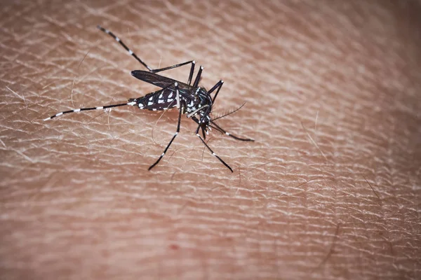 Tiger mosquito sucking blood on human skin — Stock Photo, Image