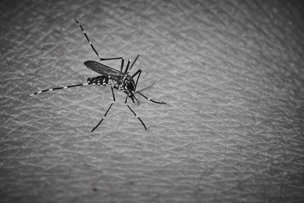 Mosquito tigre sugando sangue na pele humana — Fotografia de Stock