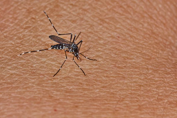 Тигровий комар смокче кров на шкірі людини — стокове фото