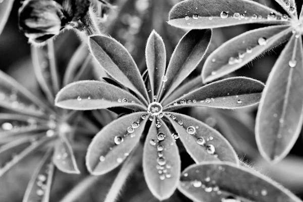 Lupine leafs with raindrops — Stock Photo, Image