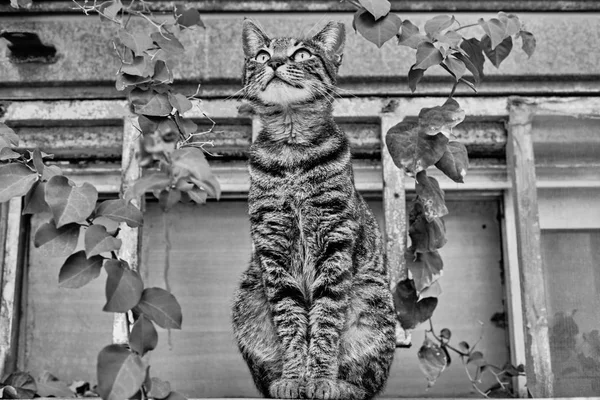 Gato gris al aire libre — Foto de Stock