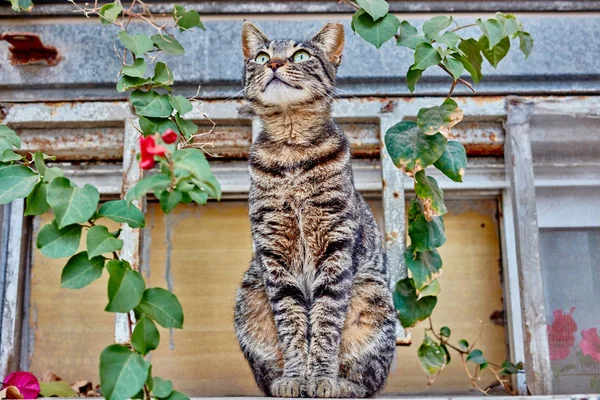 Gato cinza ao ar livre — Fotografia de Stock