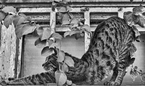 Grå katt utomhus — Stockfoto